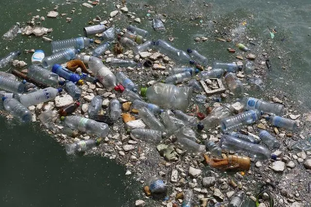 プラスチック包装とパルプ成型包装: 健康と環境の比較